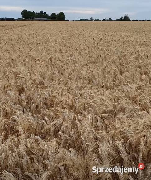 Pszenżyto 2025 Międzyrzec Podlaski sprzedam