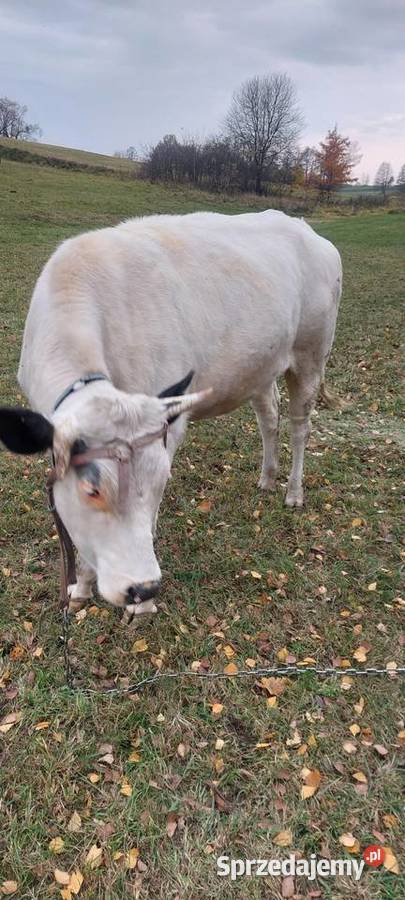 Jalowica 600 podlaskie Kalinówka Królewska