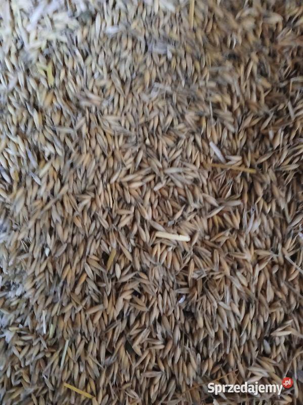 Sprzedam owies odmiana bingo