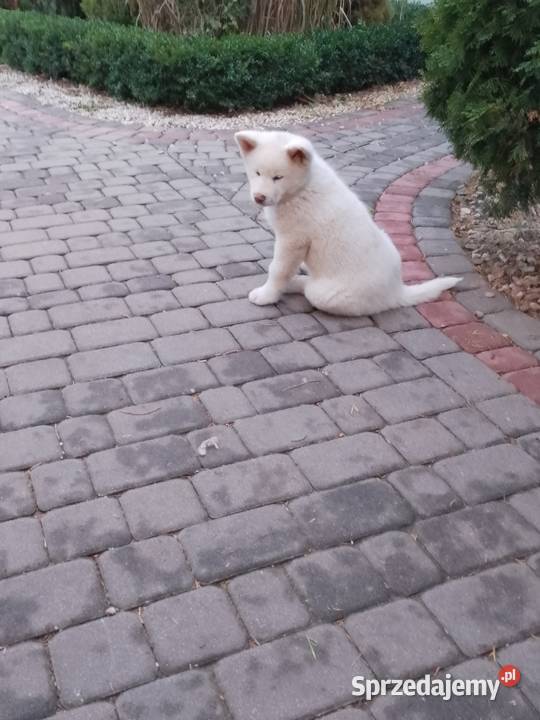 Szczenięta rasy Akita Inu Namysłów