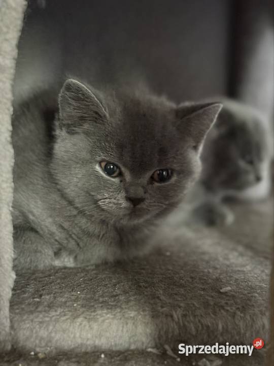 Oddam kocięta szkockie w zamian Warszawa sprzedam