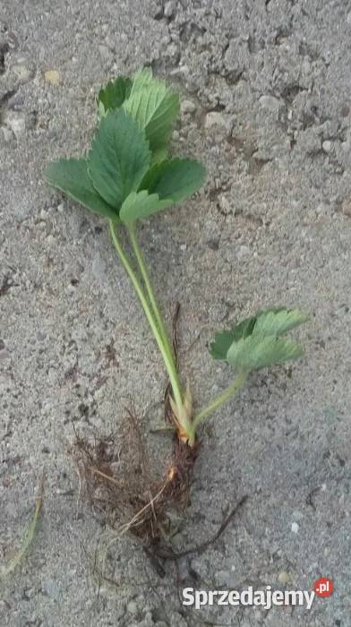 Truskawki sadzonki 10 z nadwyżki z własnego Owocowe Gdynia