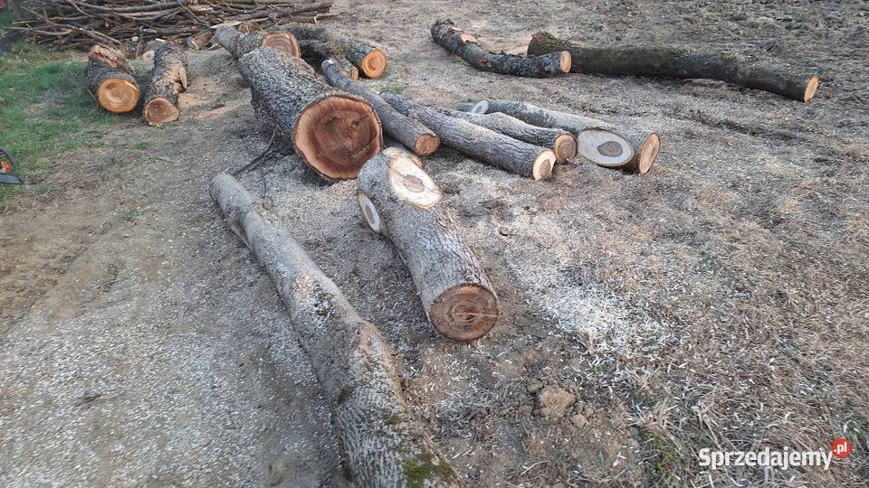 Orzech włoski kłoda Tarnów