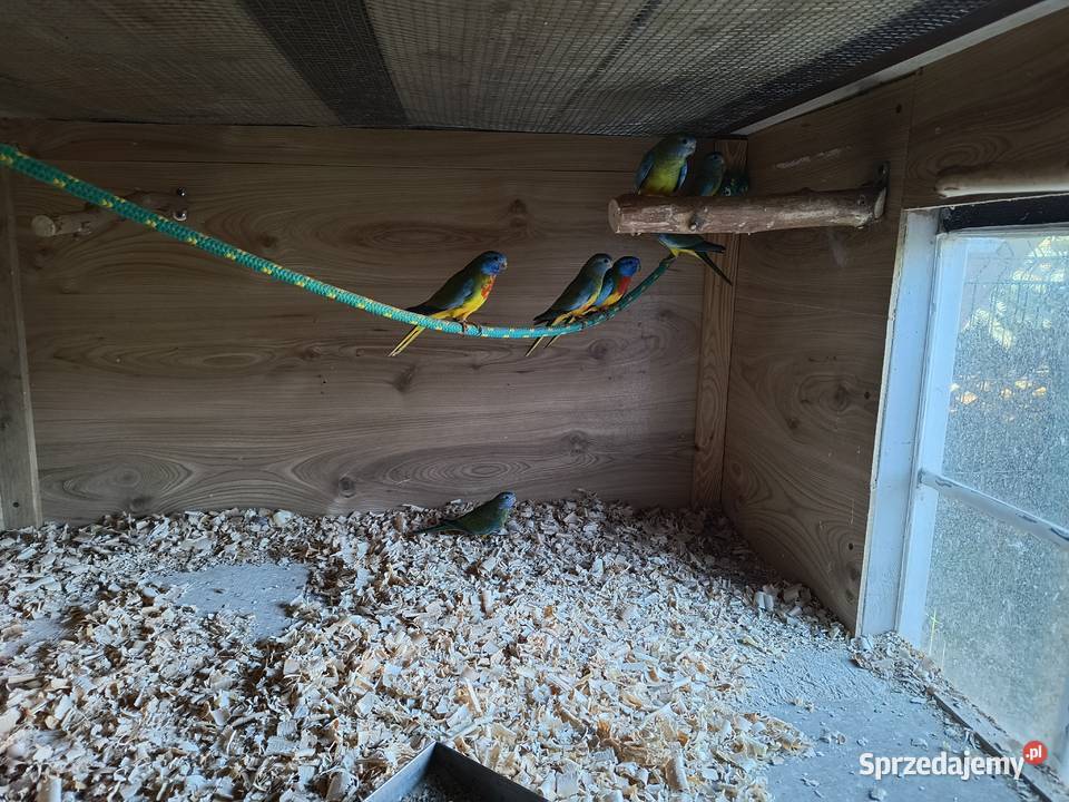 Łąkówki Wspaniałe wielkopolskie