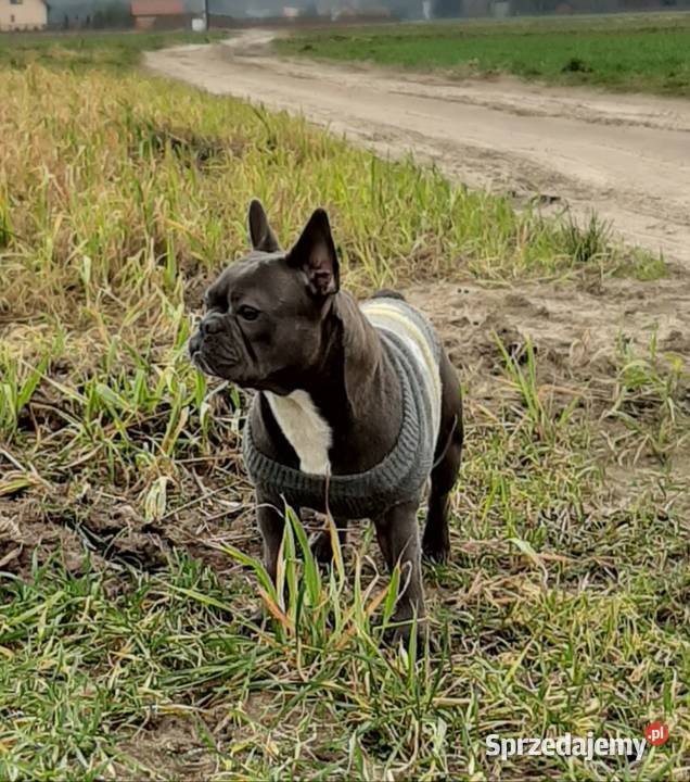 Buldog francuski blue Pomiechówek