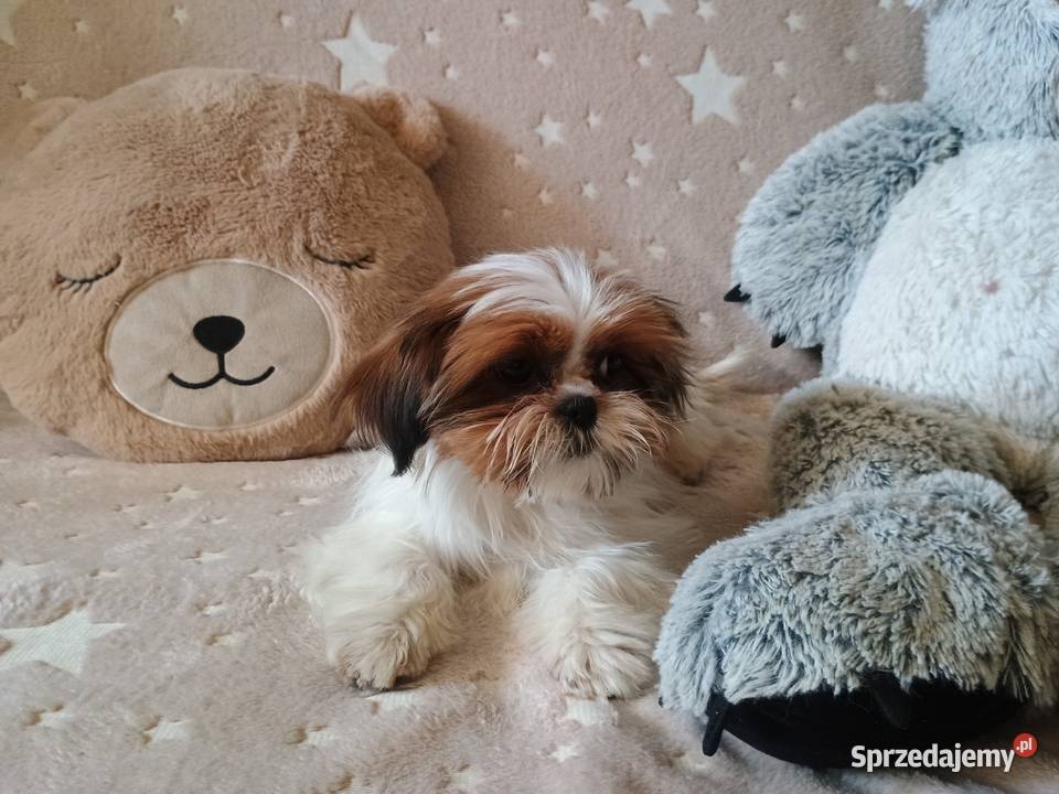 Pięknie pieski shih tzu Tarnów