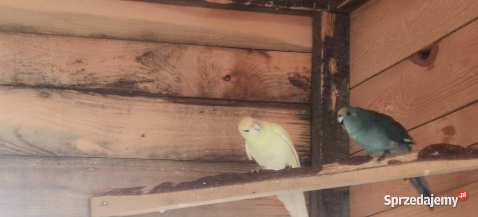 Sprzedam papugi faliste modrolotki