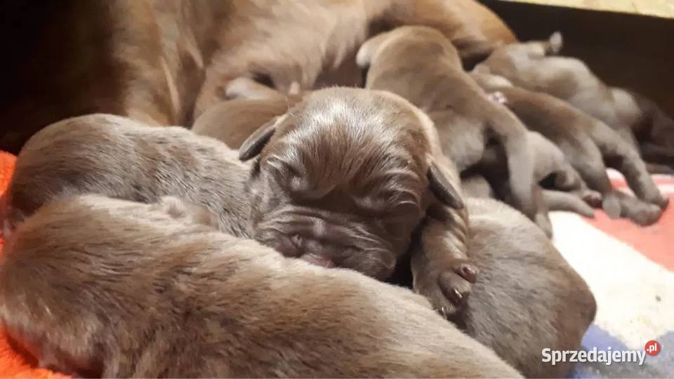 Labrador szczenięta czekoladowe szczeniaki Zielona Góra sprzedam