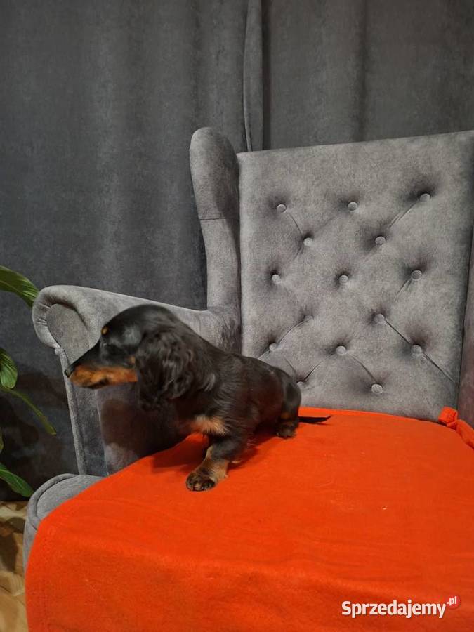 Jamnik długowłosy suczka mazowieckie Żyrardów