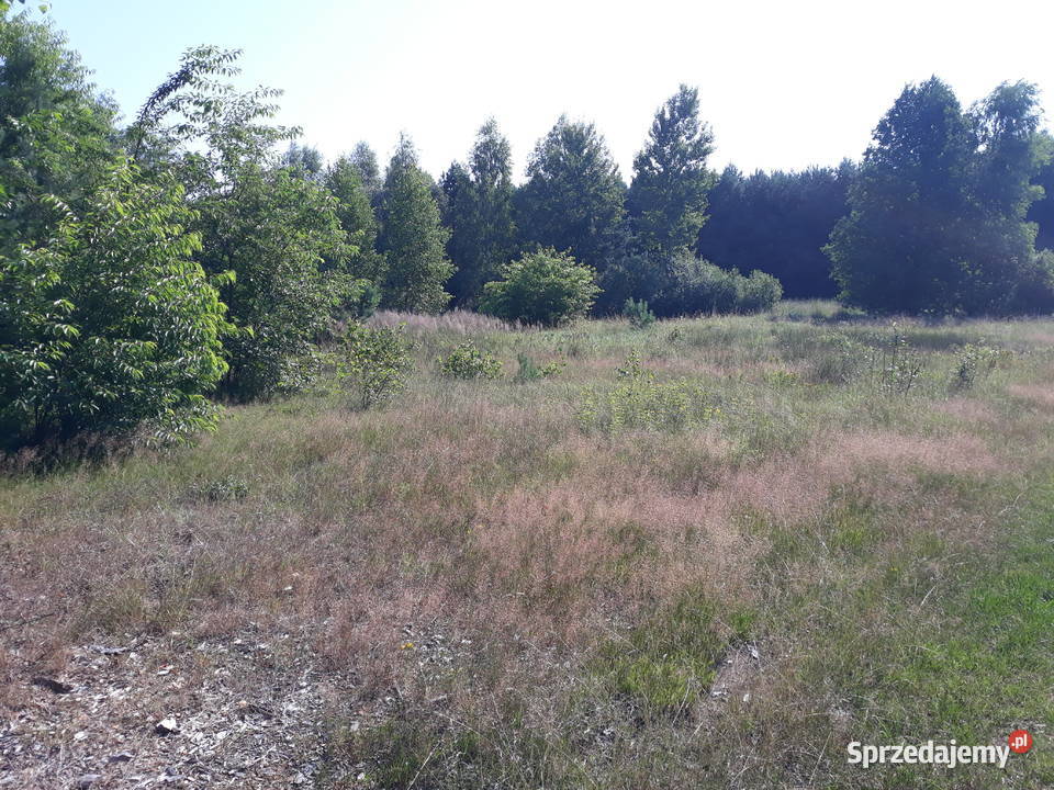Działka 7330m2 Rolno Leśna Pawły