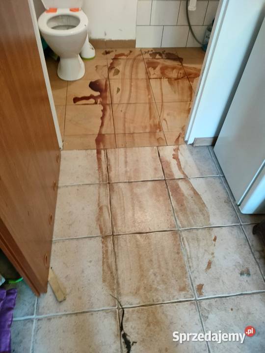 Odgrzybianie ścian i murów zalaniu Przemków