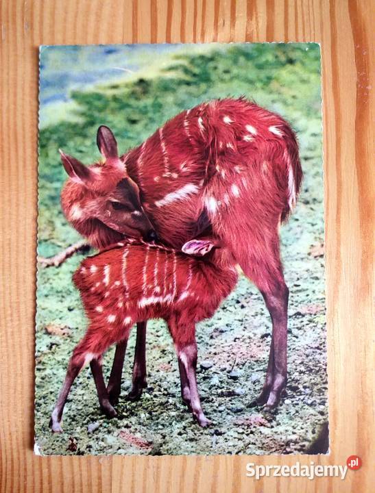 SAMICA DANIELA Z MŁODYM PODCZAS KARMIENIA Piszczac