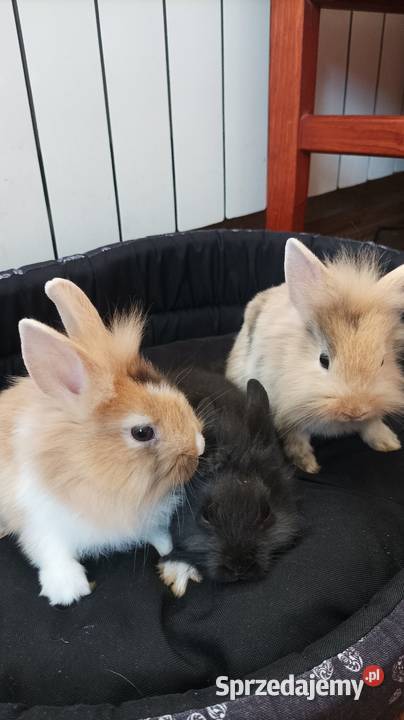 Króliczki królik odmiana miniaturka Iłża
