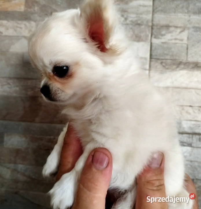Piesek chihuahua długowłosy Konin