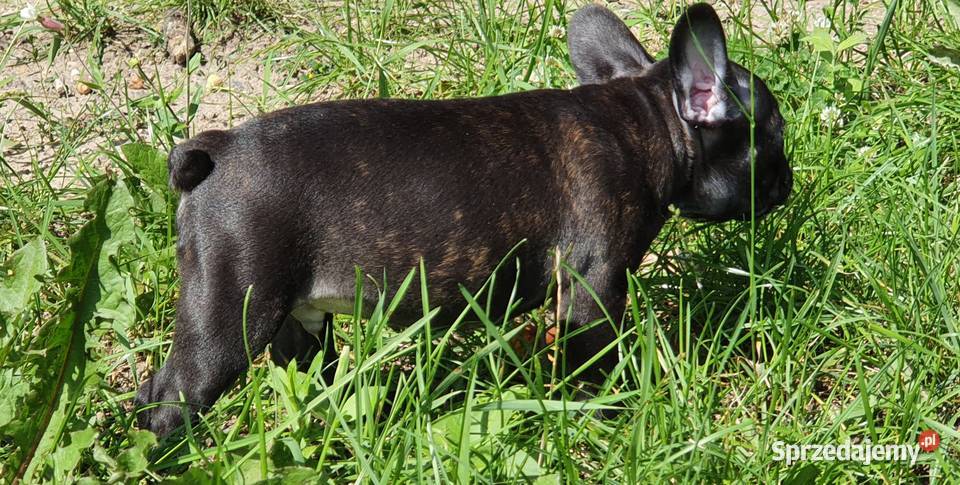 Benny Buldog Francuski 8 tygodniowy Gotowy Białystok sprzedam