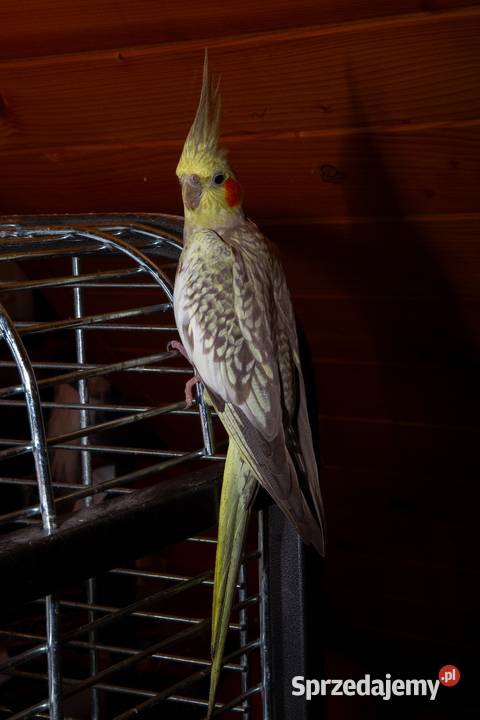 papugi nimfy 3 parki Ptaki Ptaki Koszyce Wielkie