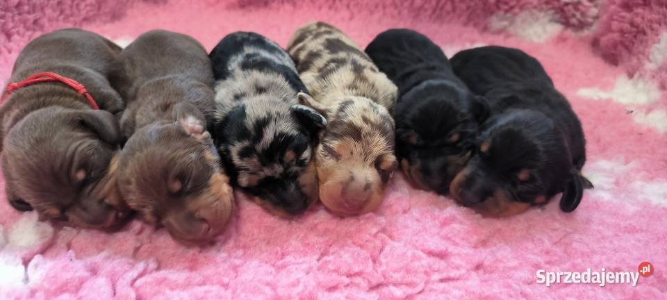 Jamnik krótkowłosy miniaturowy Szczecin