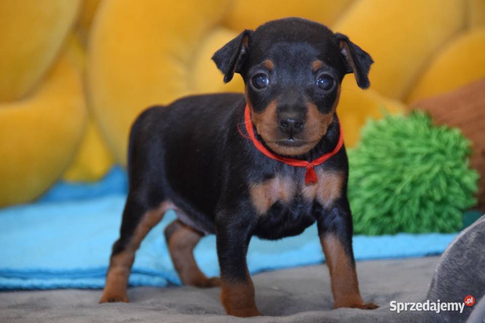 Szczenięta Pinczer Miniaturowy ZKWP fci Łochów