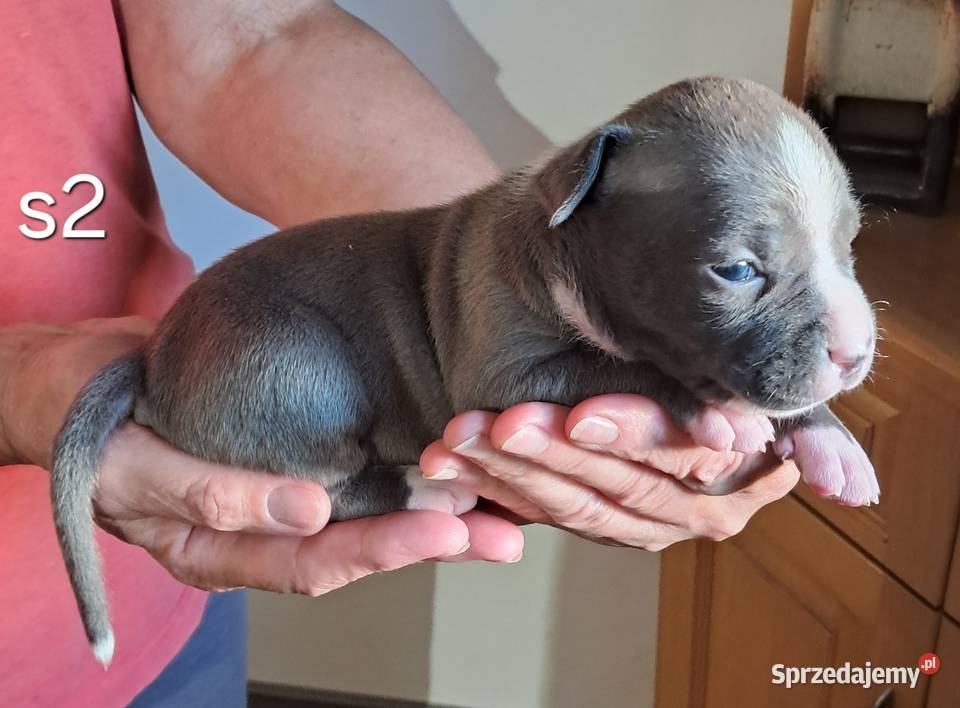 Amstaff ZKWP FCI BLUE śliczna suczka Koziegłowy