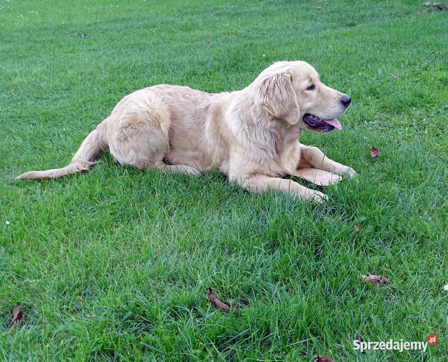 Golden retriever Przysucha sprzedam