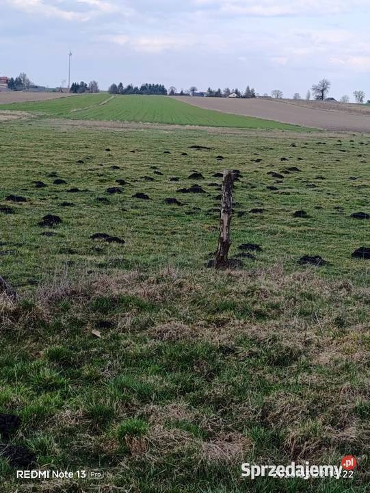 Działka Radziechowice Pierwsze sprzedam