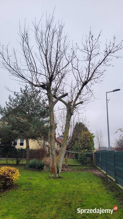 Drzewo orzech podwójny Oddam mazowieckie Wierzbica
