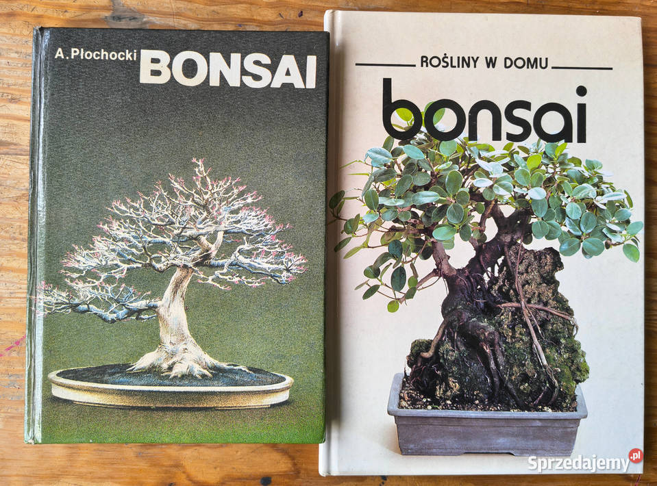 Bonsai rośliny w domu Płochocki Sosnowiec