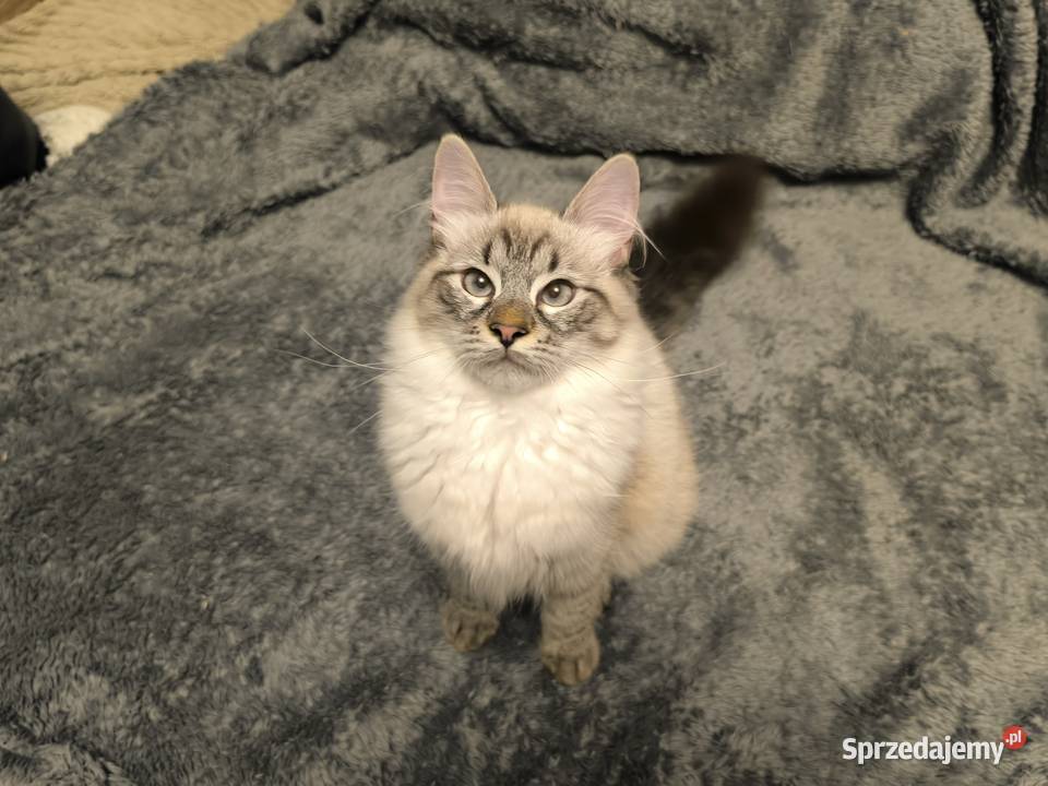 Kocięta Syberyjskie Łódź