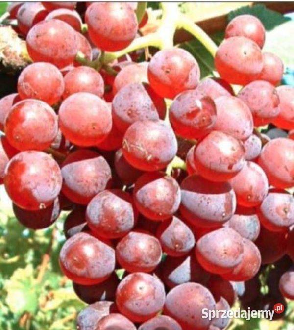 WINOROŚL Sadzonki Jubilej Nowoczerkasskij 18m Łazy Brzyńskie