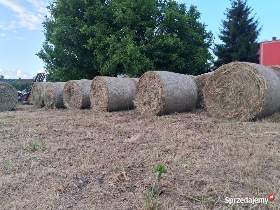 Siano Pierwszy Pokos 2025 Stare Kurowo