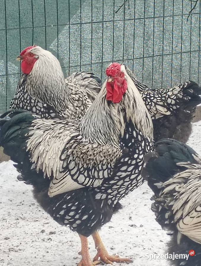 Kogut wyandotte Niewiesze sprzedam