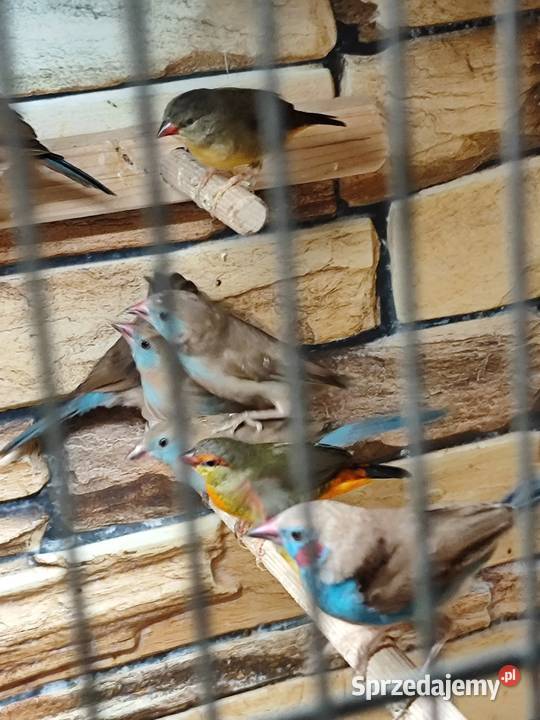 Motylik krasnouchy Astryld Astryldy para małopolskie