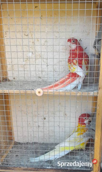 Rozelle białolice para Wadowice