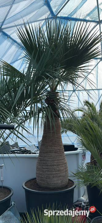 Sprzedam piękne palmy do ogrodu Wrocław