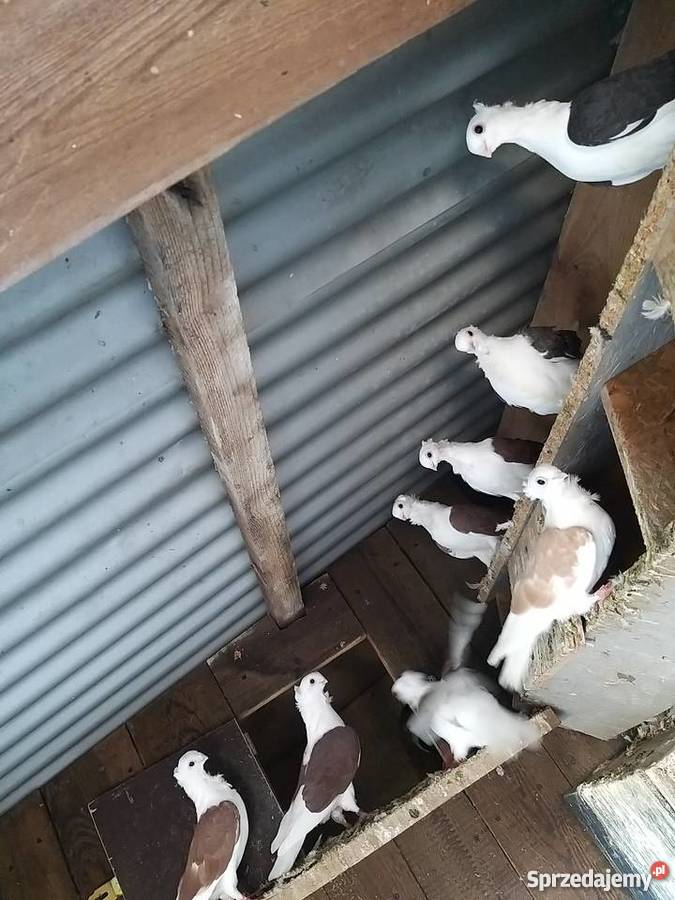 Gołębie Mewki Oporówko