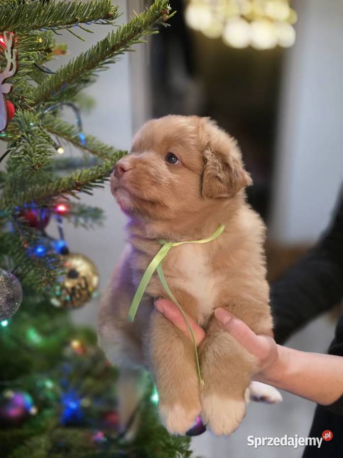 Nova Scotia Duck Tolling Retriever pomorskie Pruszcz Gdański