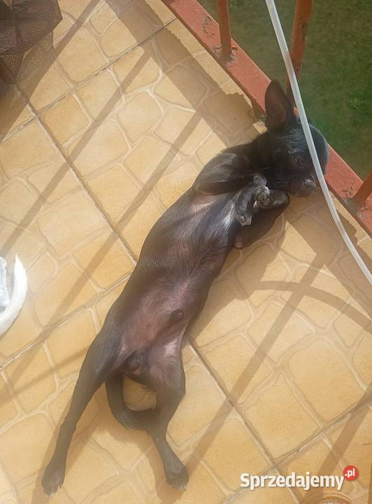 Piesek chihuahua Bydgoszcz sprzedam