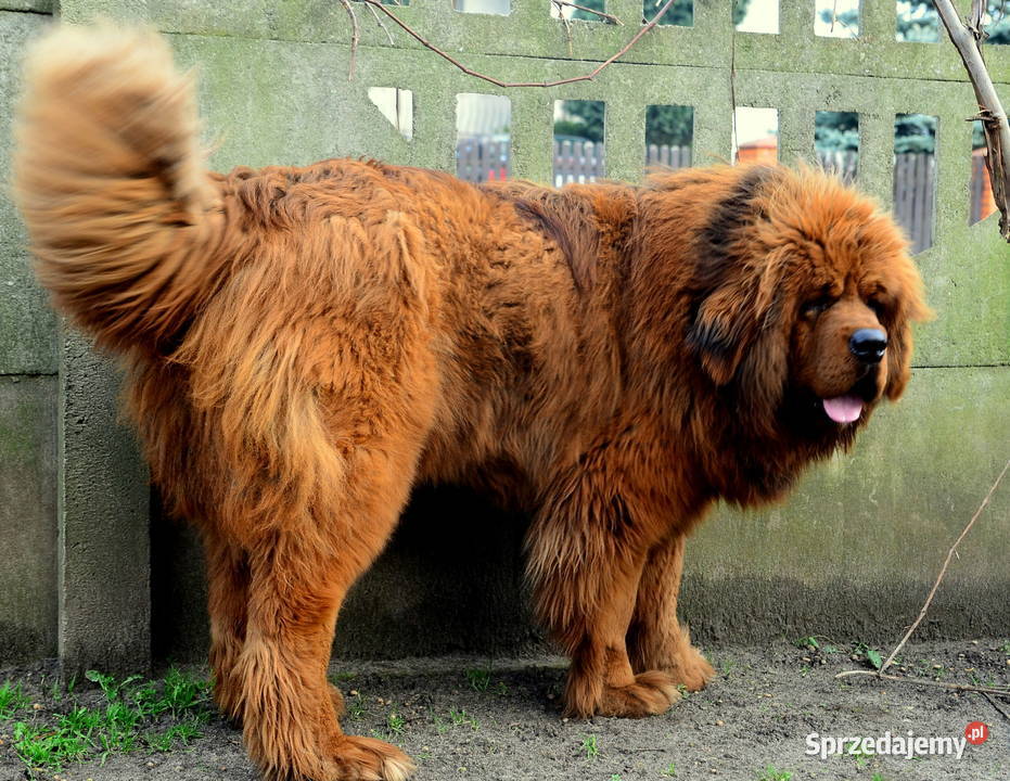 Mastif tybetański FCI wielkopolskie Malanów
