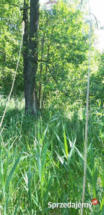 Działka z linią brzegową siedlisko z sadem i las polna