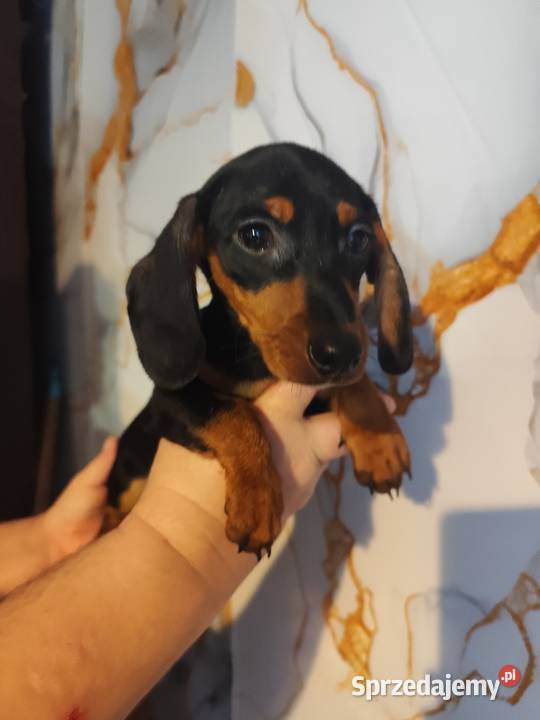 Jamnik krótkowłosy suczka Strzegowo