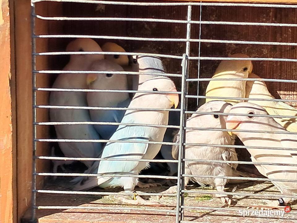 Papugi różne sprzedam