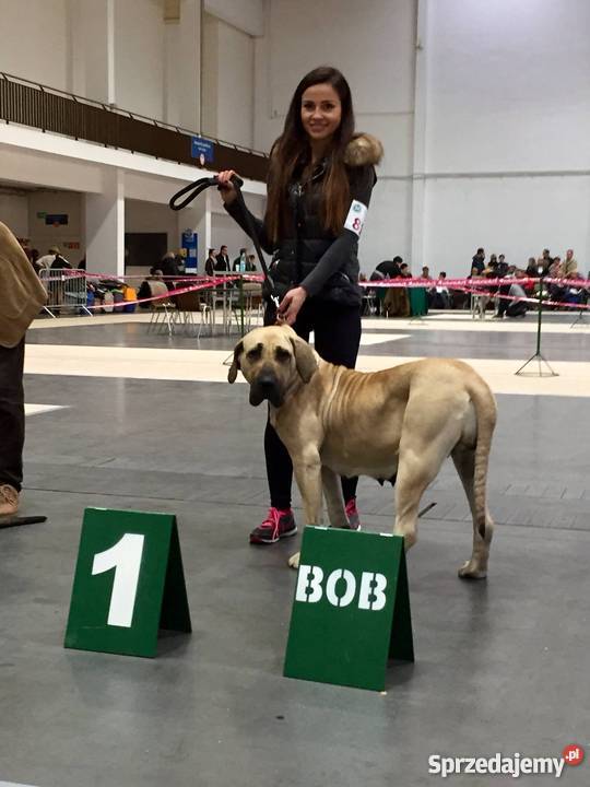 Fila Brasileiro czystej krwii rodzice z medalami Bełchatów