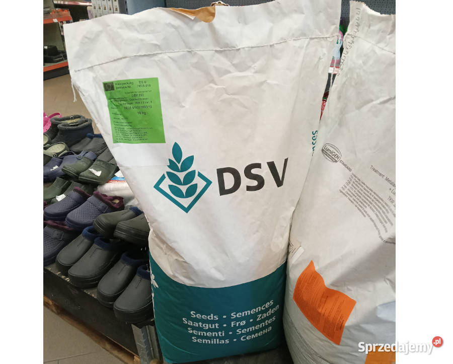 Nasiona traw DSV pastewnych na łąki trwałe Rabowice