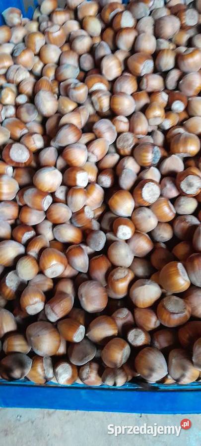 Orzechy laskowe Wrząca sprzedam
