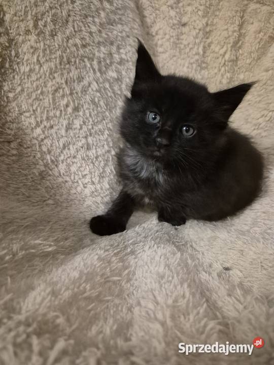 Kotki MaineCoon Maine Coon Koty Będzin