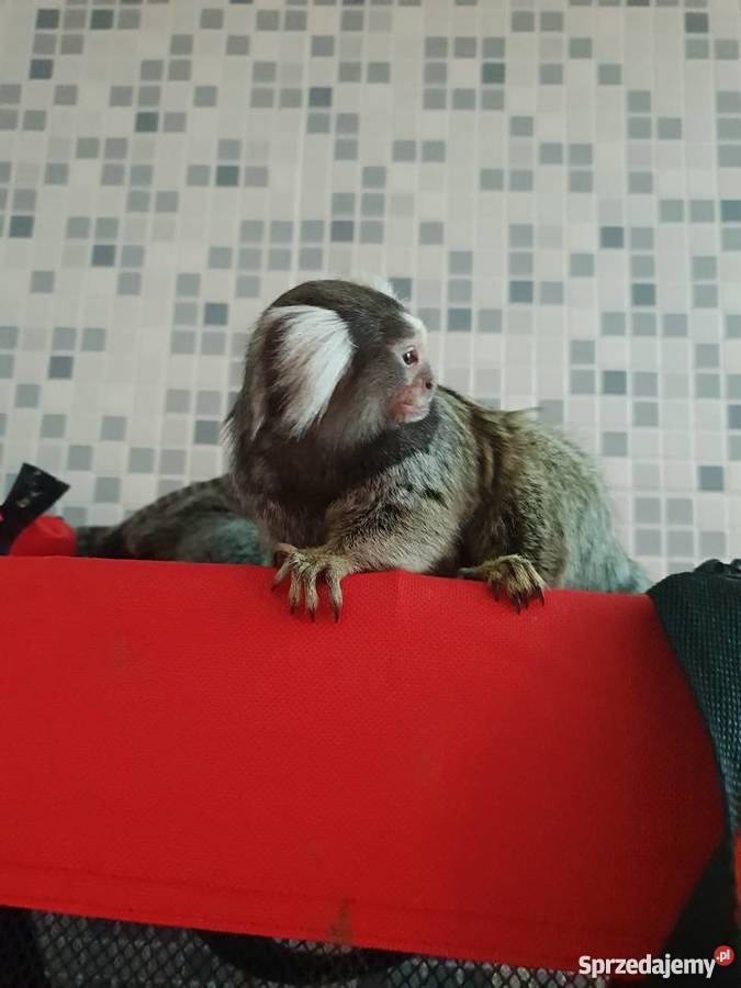 Małpki Marmozeta klatka Czaplinek