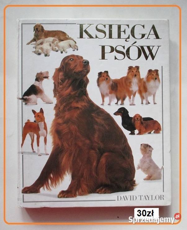 KONIE EHEdwards konie hodowla rasy zwierzęta Łódź sprzedam