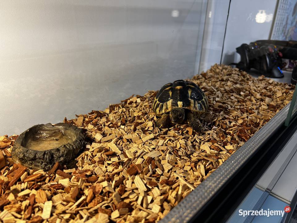 Żółw grecki z terrarium Kielce