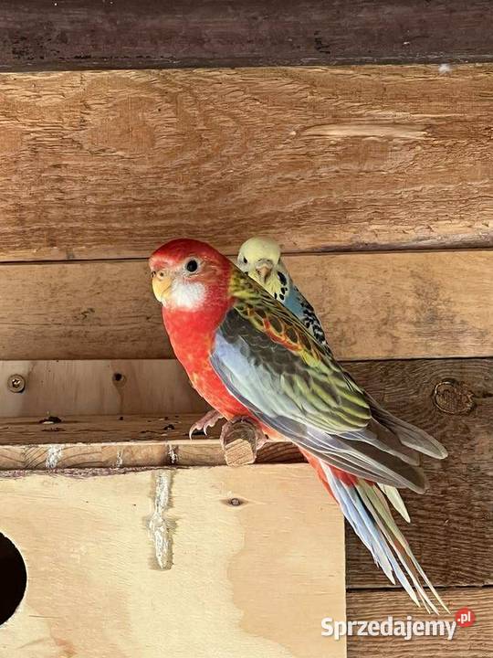 Sprzedam Rozzele Białolica opolskie Bierdzany