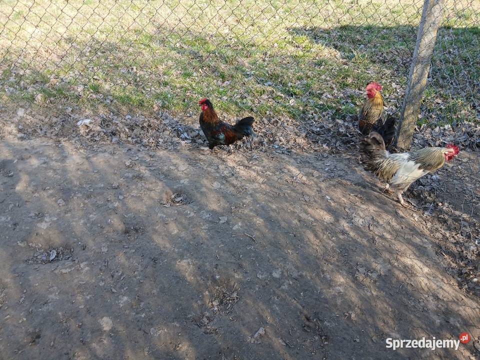 Kogutkek maly liliputekśredni zielononozek i Czarnocin